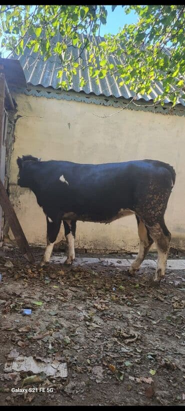 - Cins tip: qara-ağ alman tipli (Holşteynə oxşar). Bədən quruluşu enli