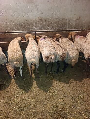 cins ineklerin satisi 2019: Qoca yem qoyunları satilir bogazdilar qiymətdə razılaşmaq olar — 3