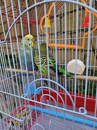 pisik ucun: Zəng yox, yalnız whatsapp!!! Alman cinsi - dişi, Çex cinsi - erkək — 8