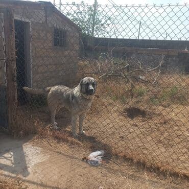 akita satilir: Kanqal, 2 ay, Erkek, Peyvəndli, Ünvandan götürmə — 2