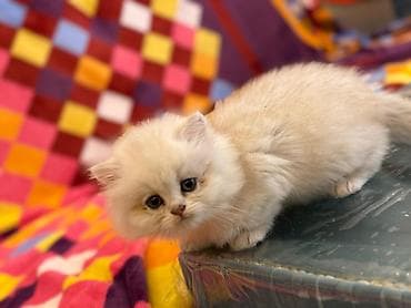 lalafo pisik: Britan — 2