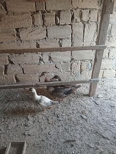 eşey satışı: Satılır: ördək balaları (xırdabuynuzlu təsərrüfat üçün) - Növ: ev — 2