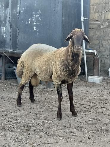 kənd heyvanları: Tam sağlam erkək qala qoçu bir yaş 8aylığdı əsil yeməli və ya damazlıq — 5