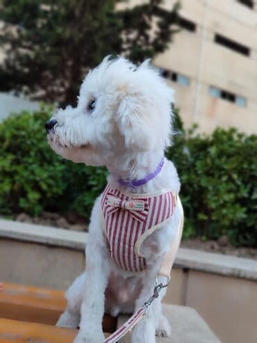 it remeni: It itlər üçün zolaqlı qoşqu dəsti - Növ: döşəmə tipli qoşqu (harness) — 3