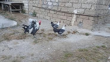 Digər quşlar: Brekel cinsi. 2fere 1xoruz. 1yasları var hal hazırda biri yumurtlayr — 2