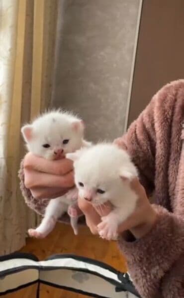 Erkək, Dişi, Yaxşı əllərə, Ünvandan götürmə lalafo.az -da Erkək, Dişi, Yaxşı əllərə, Ünvandan götürmə