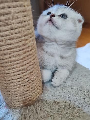 siyam pisiyi: Britan — 6