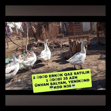 Erkək, Damazlıq lalafo.az -da Erkək, Damazlıq