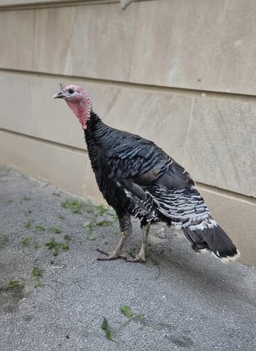 hinduşqa gəncə: Sağlam cavan hinduşqalardı cüt satılır.saxlamağa şərait olmadığı üçün — 1