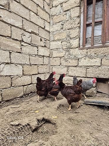 Кошки: Курица, Для яиц — 5