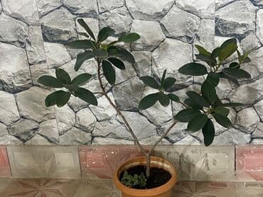 Bitki dərmanları: Fikus 5 növ. Aralarında gül açan növüdə var. Almaq istəyənə endirimli — 2