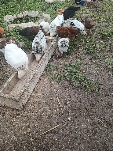 kent cüceleri: Toyuq cücələri, Ətlik — 3