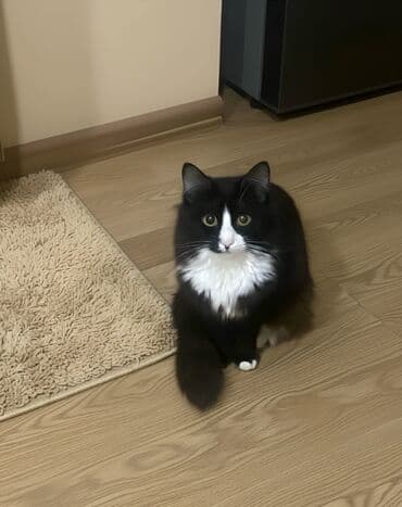 etibarli ellere pisik verirem: Erkək, Dişi — 1