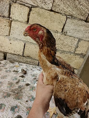 dağ toyuğu: Toyuq cücələri, Damazlıq, Ünvandan götürmə, Ödənişli çatdırılma — 2