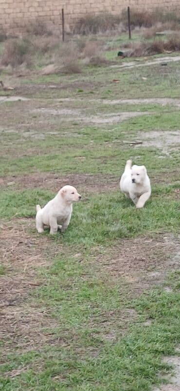 it zəncir: Alabay, 2 ay, Dişi, Peyvəndli, Ödənişli çatdırılma — 5