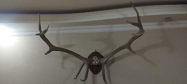 resim seti: Təbii nəcib maral buynuzları lакlanmayıb, təbii vəziyyətdədir — 8