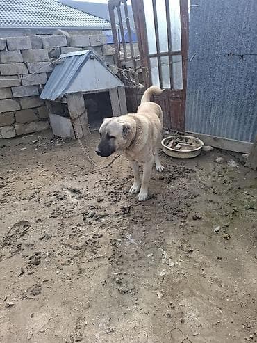 alman coban iti: Kanqal — 1