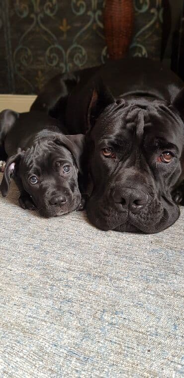 купить щенка чау чау: Kane-Korso, 2 ay, Erkek, Peyvəndli, Ödənişli çatdırılma — 1