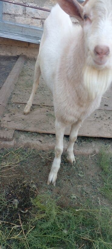 bmw 1 серия m135i at: 1il 2 aylıqdı — 2