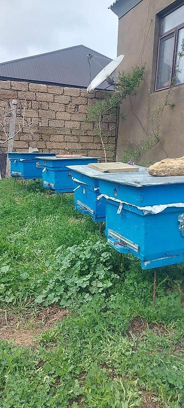 ari yesiyi satilir: Təcili satılır 4 yeşikdir anaları payızın anasıdır cavan — 1