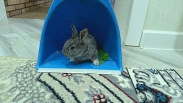 karlik dovşanlar: Uzun tüklü dekorativ dovşan - Cins: ehtimalən Angora/mix dekorativ — 3