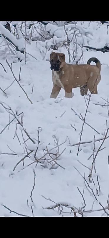 suda yaşayan heyvanlar haqqında məlumat: Kanqal, 2 ay, Erkek, Ödənişli çatdırılma — 8