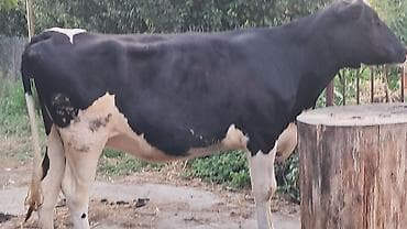 ətlik ineyler: Dişi, Simental, il: 3, 500 kq — 2