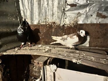 ucuz göyərçinlər: Məhsul: Ev göyərçinləri (dekorativ cinslər) Təsvir: - Şəkillərdə bir — 3