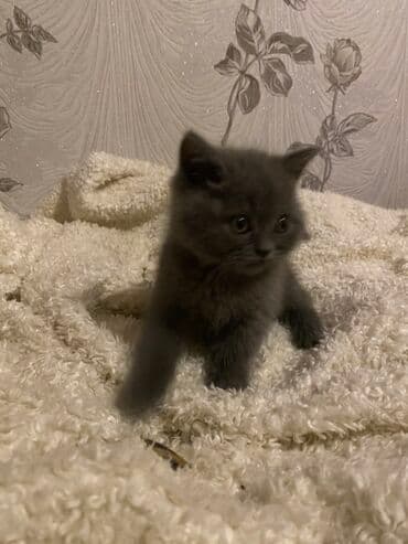 məhşur pişik adları: Britan — 4