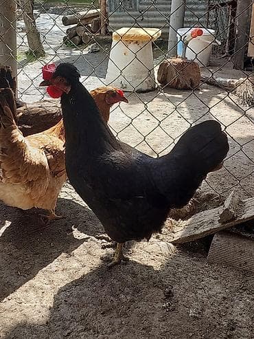 toyuq cüce: Toyuq, Yumurtalıq, Ünvandan götürmə, Ödənişli çatdırılma — 8