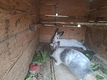 heyvan satışı: 💥💥🤩🤩Salam Heç Yerdə Olmayan Qiymət 2 Erkəydi 1 Dişi Barter Baxır — 6