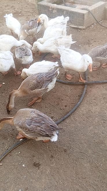 pulsuz heyvanlar verilir: 20eded qaz satılır. Cem 600m . tebıı otla qidalanmış qazlardır. Kım — 1