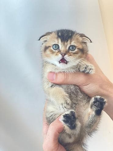 col pişiyi: Şotland yastı qulaq, Dişi — 3