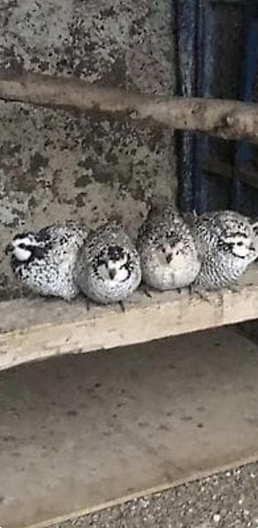 Salam Tam ana heyvandir yumutlayir real alicilar narahat etsin. Real