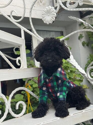 pudel satisi: Pudel — 8