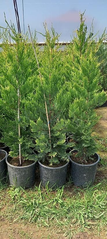 Leylandira yolka canli hasar bardoyora elverislidir diger novleri