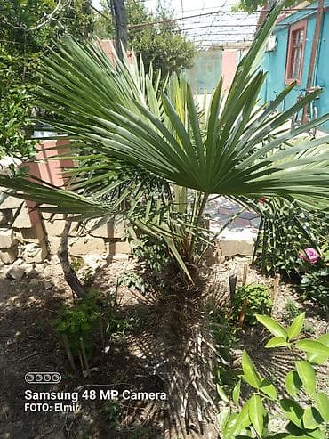 plastik qablar satisi: Dekarativ Palma Ağaci 8 9 illikdir — 2