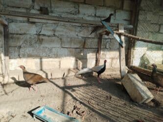 feniks quşu: Nadir dekorativ quşlar – fazanlar - Növlər: Şəklərdə müxtəlif — 12