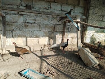 pitbul dişi: Gümüş və Kral fazanlar – dekorativ quşlar. - Növ: Gümüş fazan - — 1