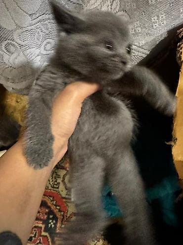 sarı pişik: Yaxşı əllərə — 2