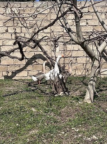 balaca sirin itler: 3 ədəd linda qazı satılır yumurtalıq və ətlik olarağ süper heyvanlardı — 1