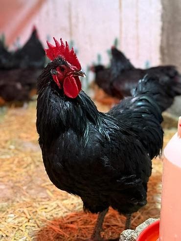 alman ofcarkasi: 🐓 Təmiz qan Avstralop (Alman xətti) — 1