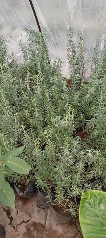 Çöl bitkiləri: Məhsul: Rozmarin (Rosmarinus officinalis) şitilləri – qara polietilen — 1