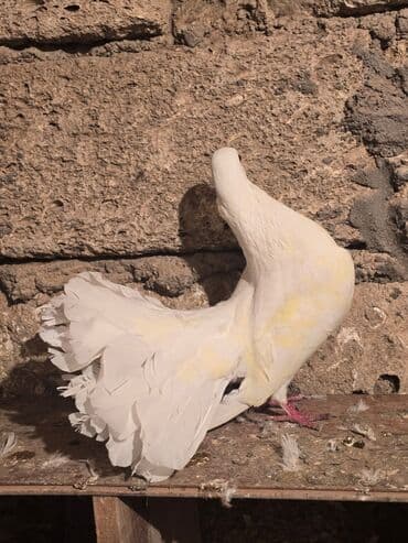 goyercin satışı: Ağ rəngli fantail göyərçin - Növ: Fantail (yelpik quyruqlu dekorativ — 6