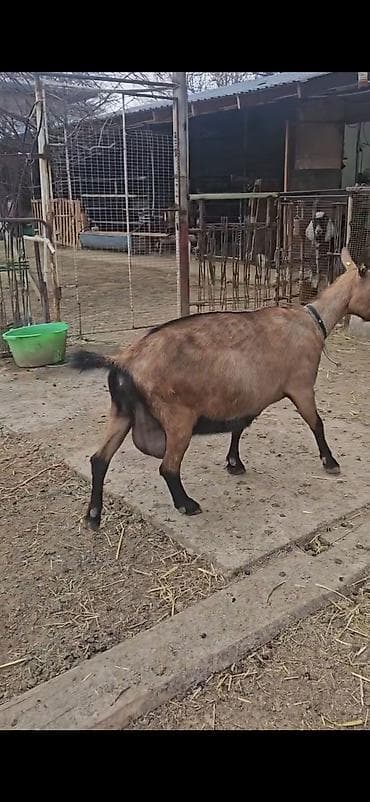 iri buynuzlu: Südqocalı dişi keçi - Cins: südlük tipli, qəhvəyi-qara rəngdə — 2