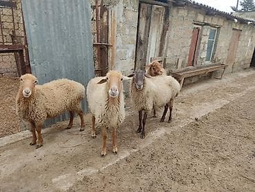 Akvariumlar: Dişi, il: 2 — 10