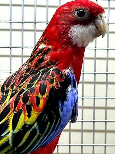 Rozella tek tek da satilir lalafo.az -da Rozella tek tek da satilir