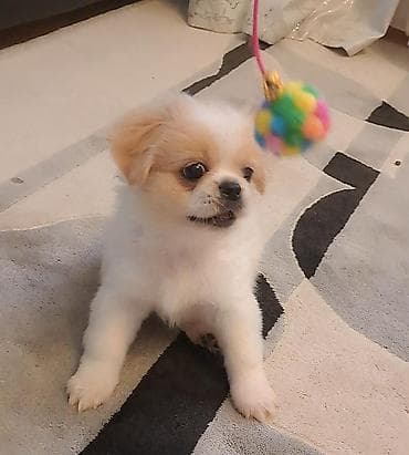 Pekines, Erkek lalafo.az -da Pekines, Erkek