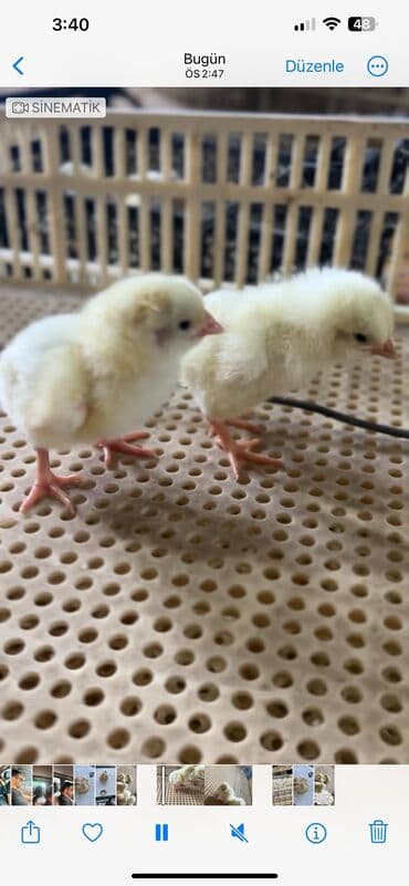 kend çolpaları: Roos 308 — 1