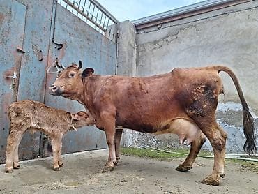 tap az sudluk inəklər: 15 litir süd verir 5 gündü doğub balası erkəydi — 3